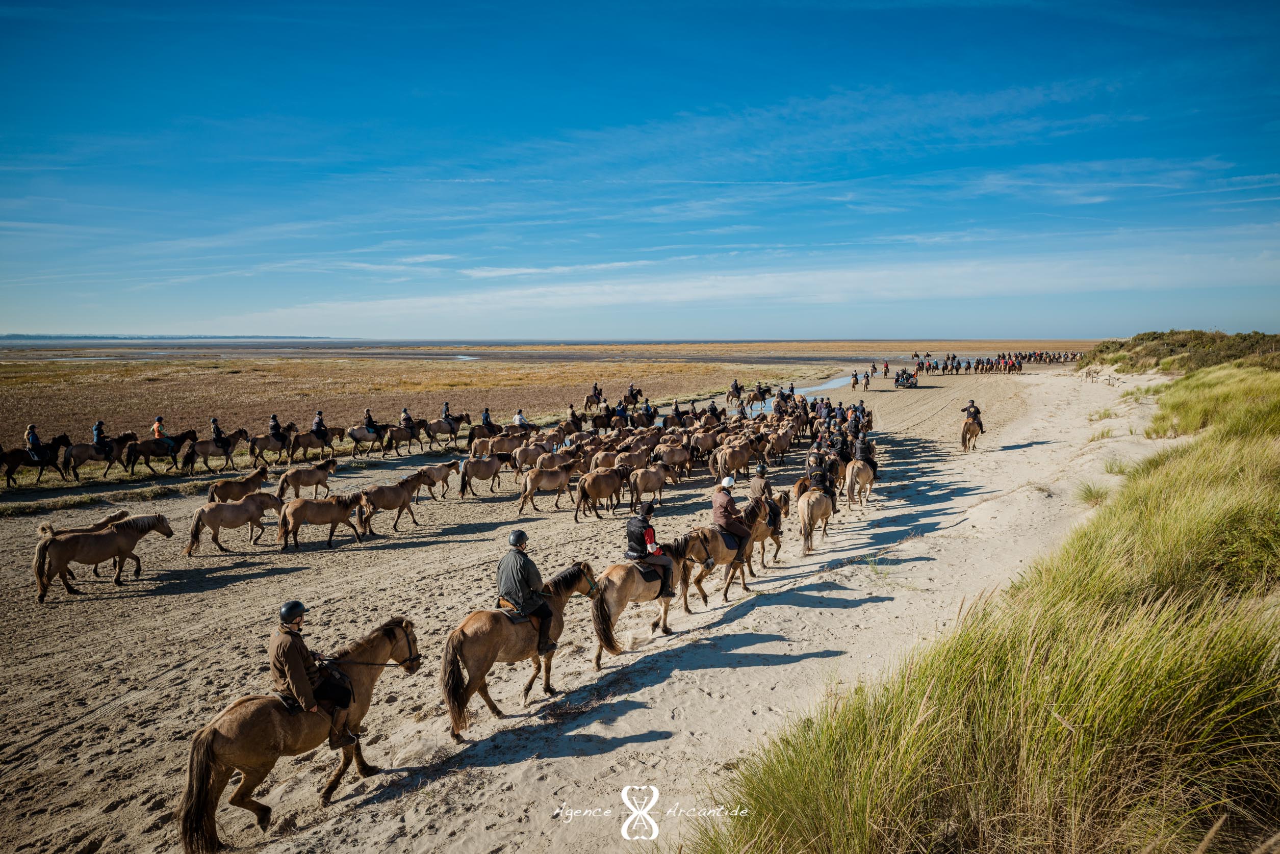 Trans’Henson 2025 – Les secrets du cheval Henson