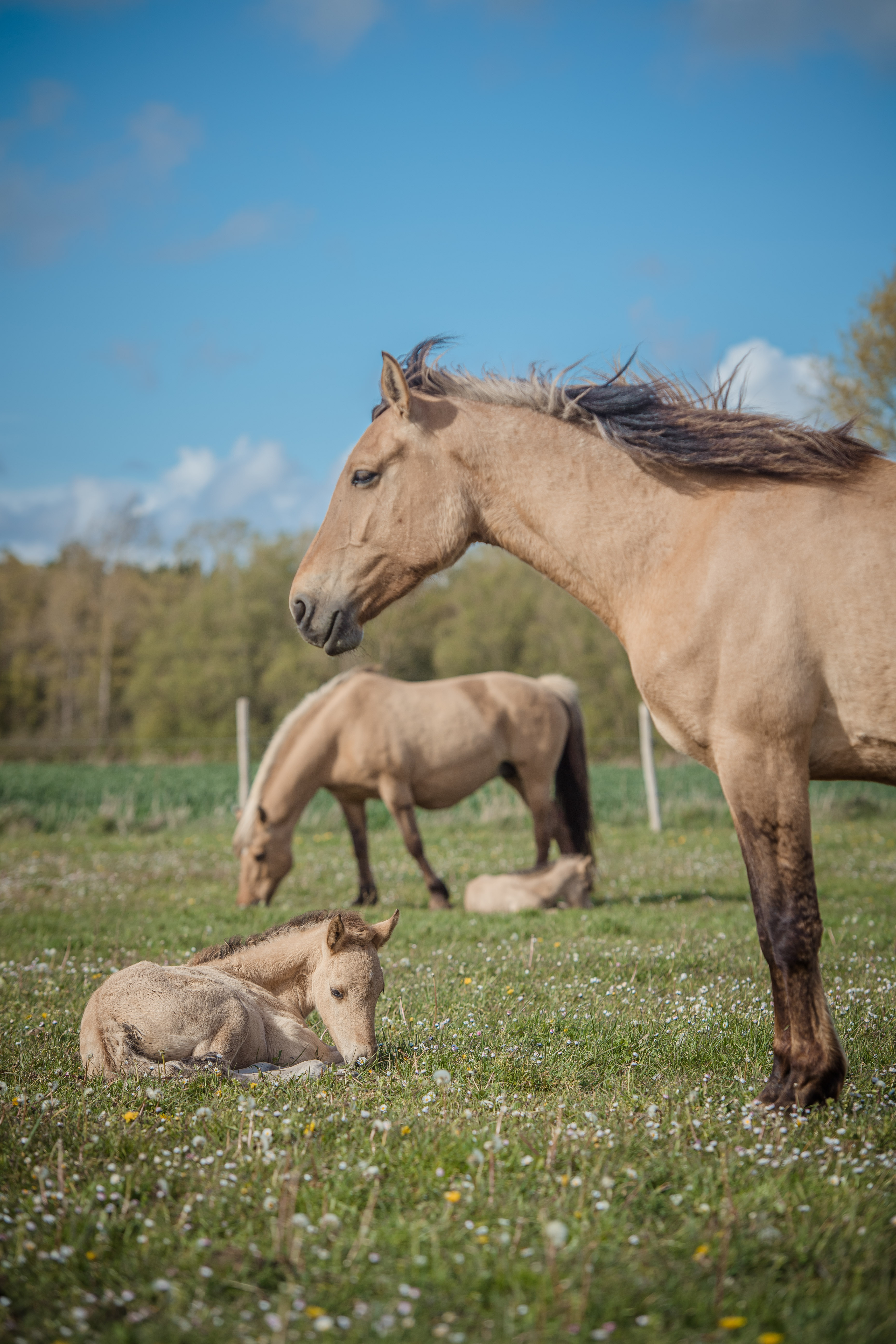 Initiation à l'équitation