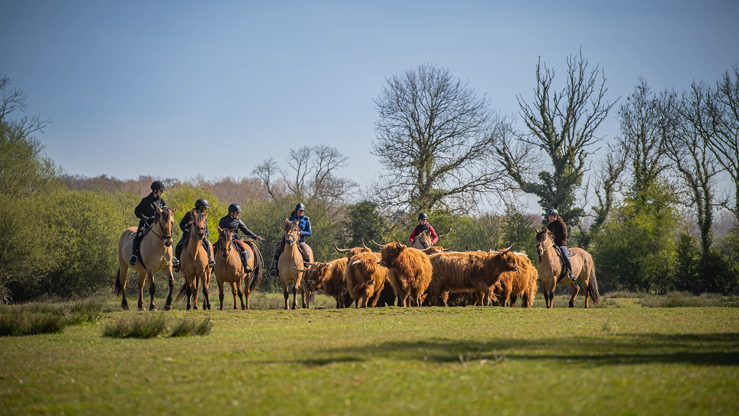Haras - Henson de Rue
